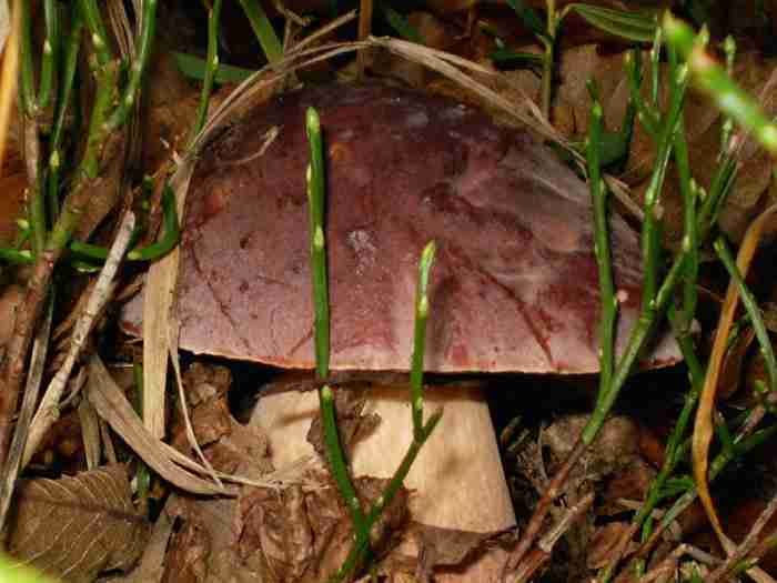  Image name: 247 Porcino.jpg 
 width: 700 pixel 
 height: 525 pixel 
 Size: 26347 bytes 
 Click to enlarge 